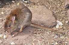 Australian rodent