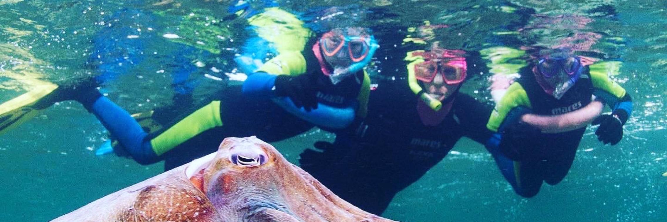 Three snoklers looking at a giant cuttlefish