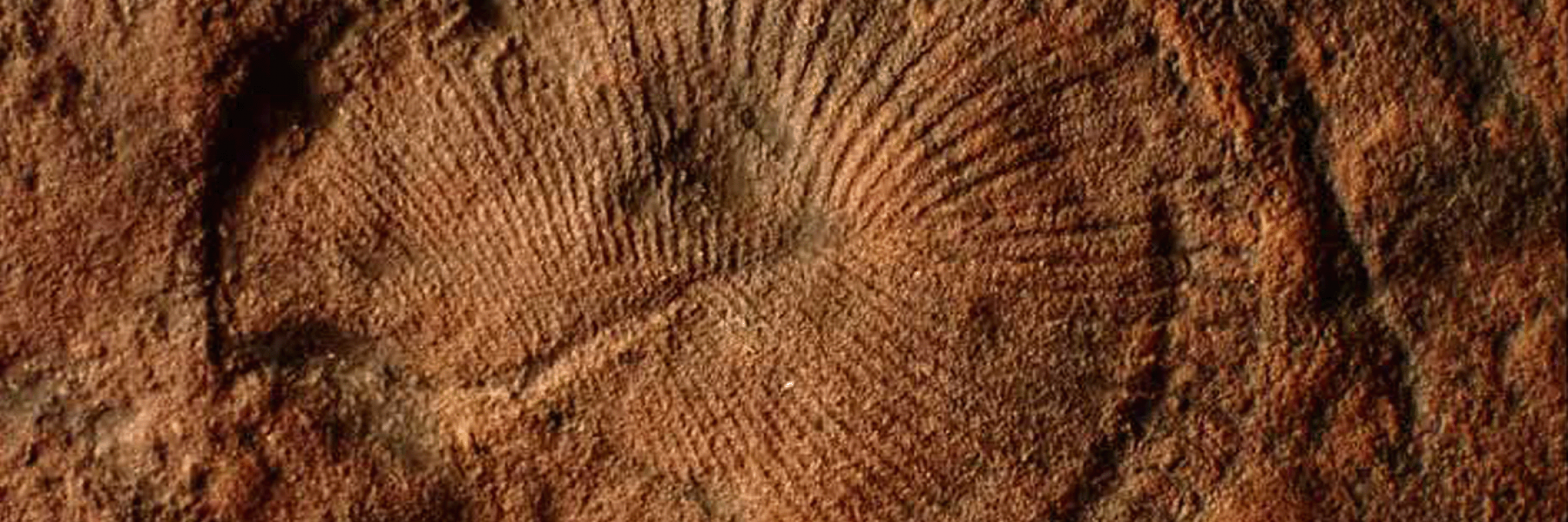 Ancient Seabed Fossil Art Daily