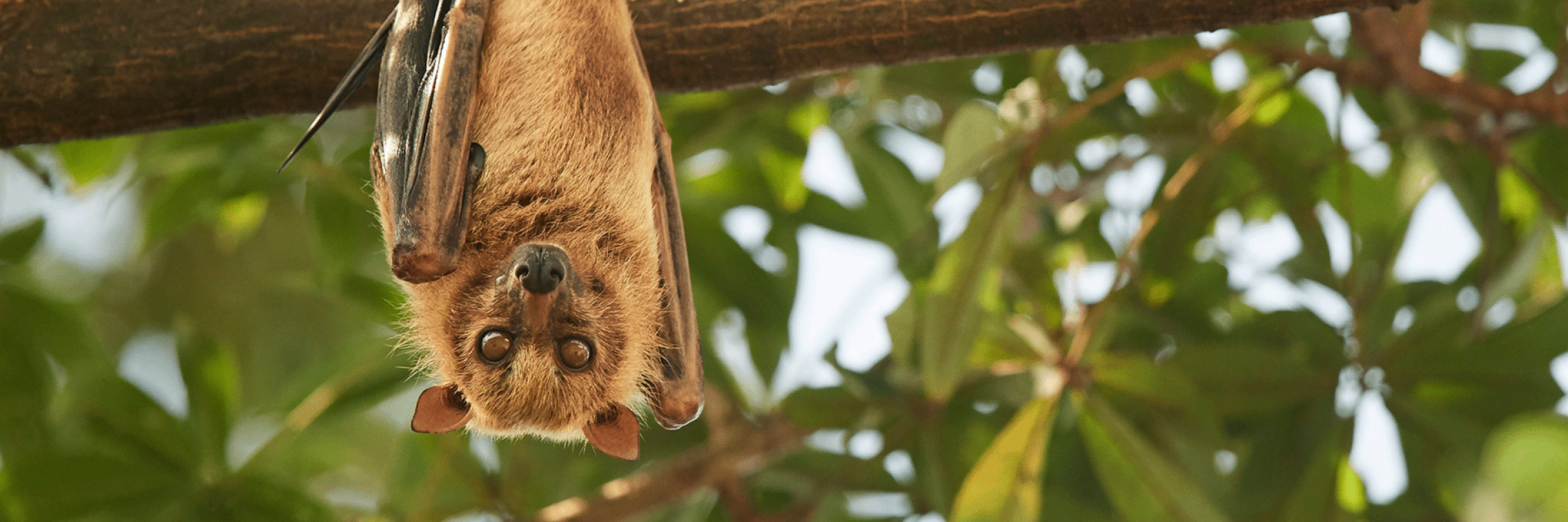 Flying Fox - Nils Bouillard