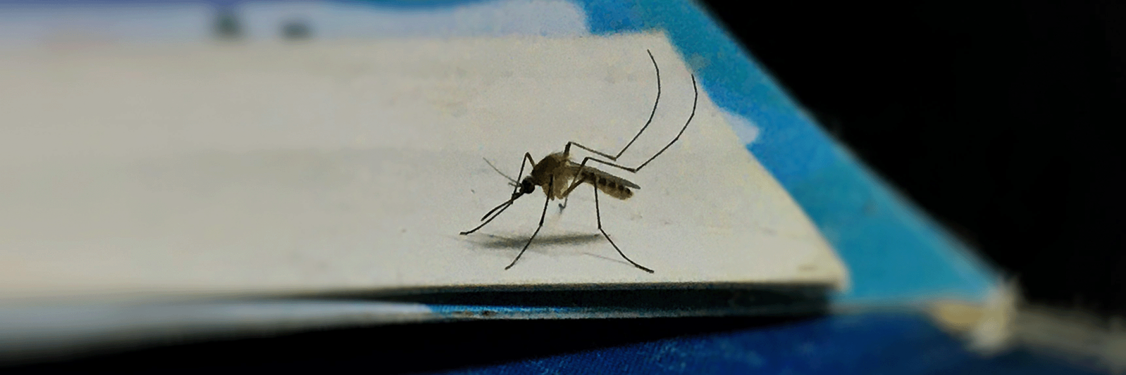 mosquito mithil girish banner