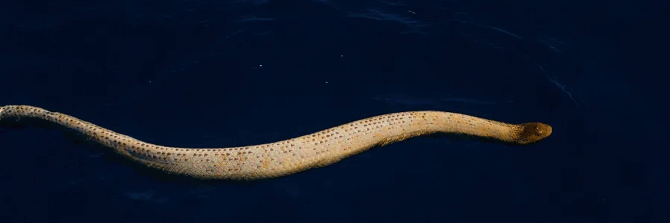 Olive sea snake indian ocean imagery Getty