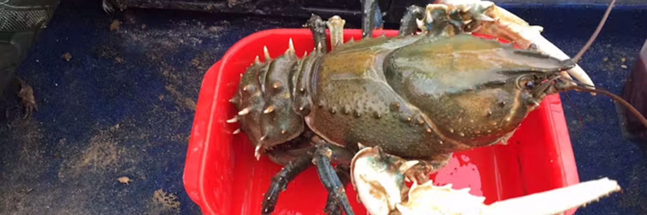 Murray Crayfish