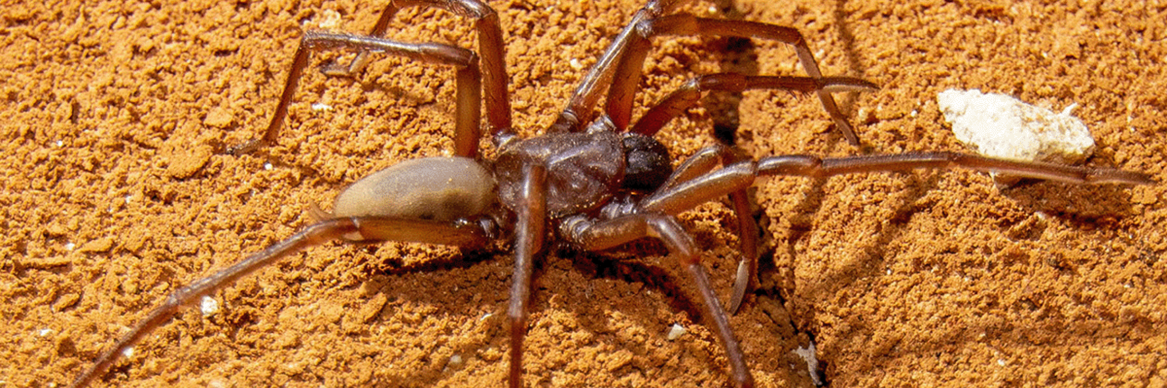 Troglodiplura