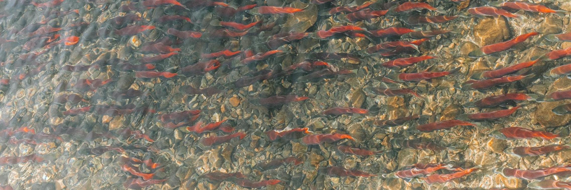Salmon