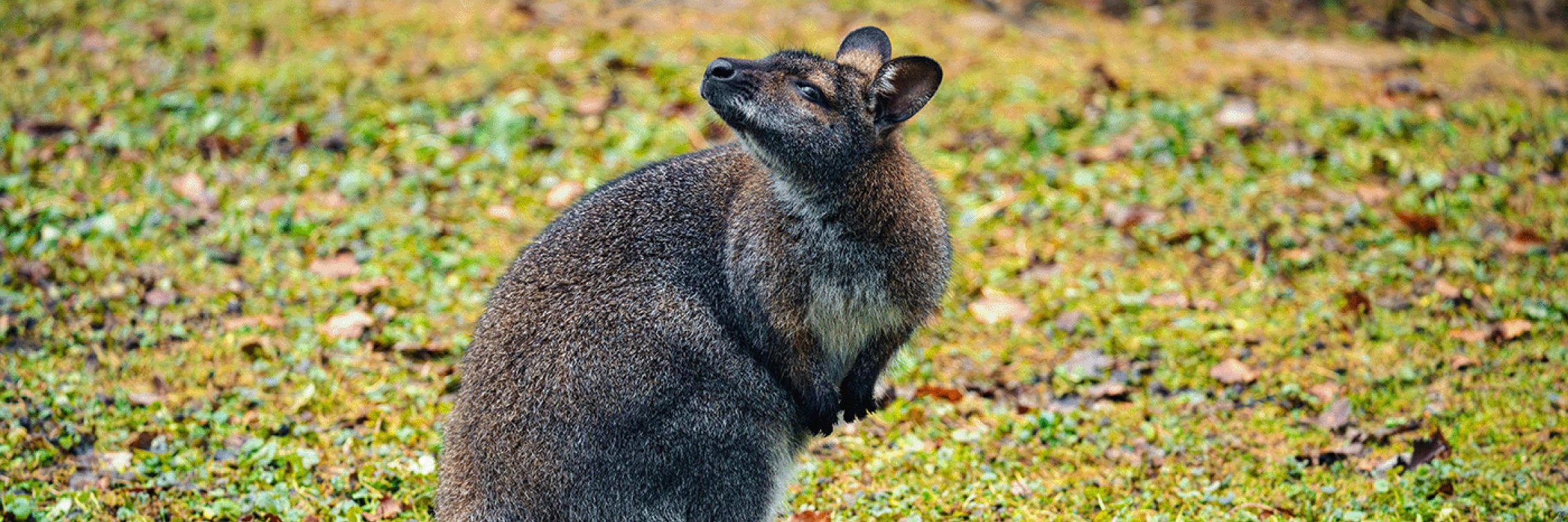 wallaby