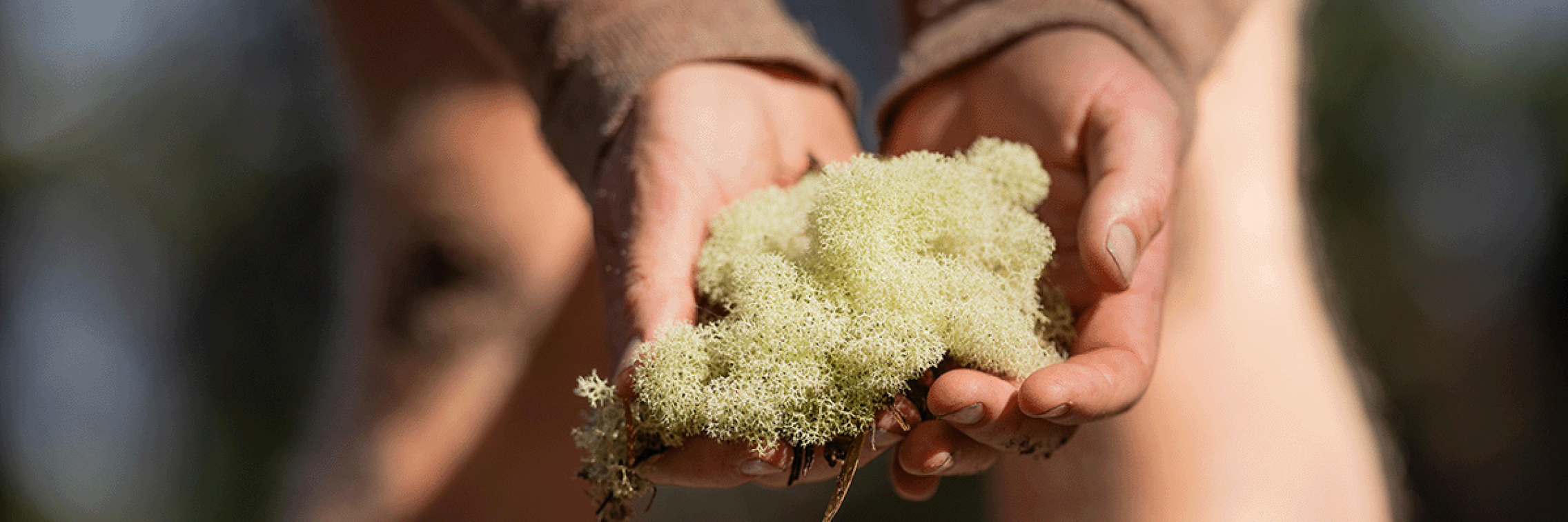 Lignin and Moss