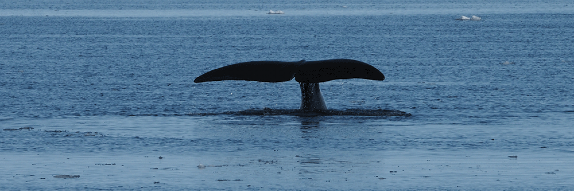 Bowhead whales
