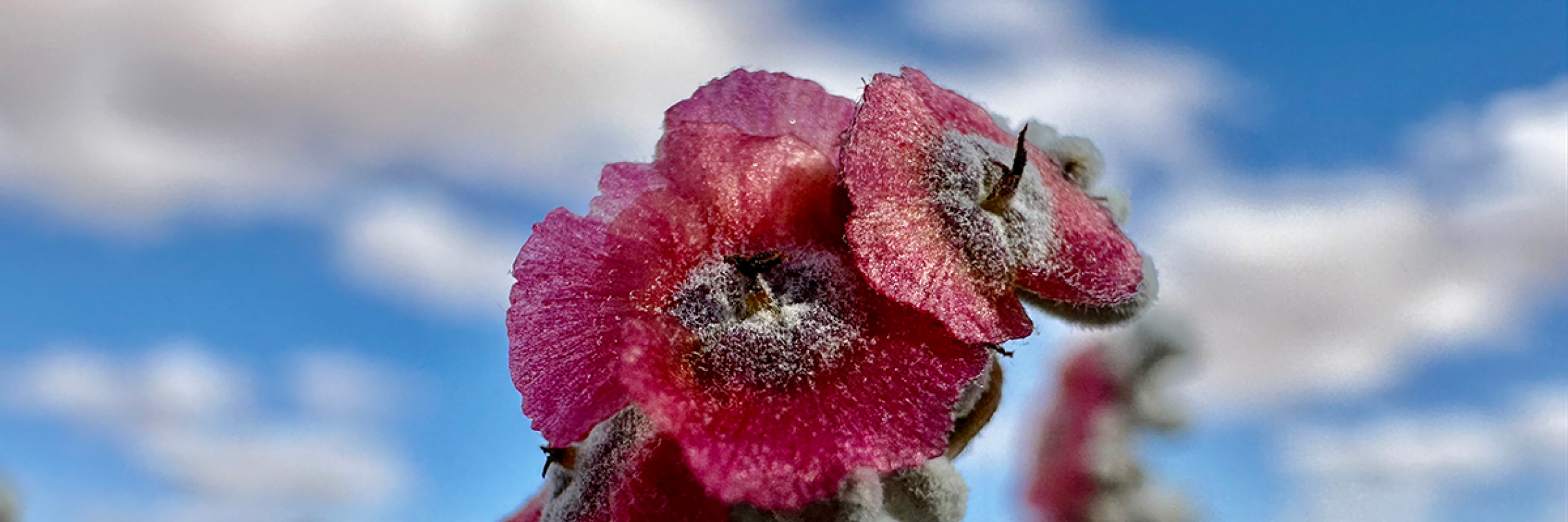 Immature pearl bluebush seed (photo: Jaclyn Wilmot)