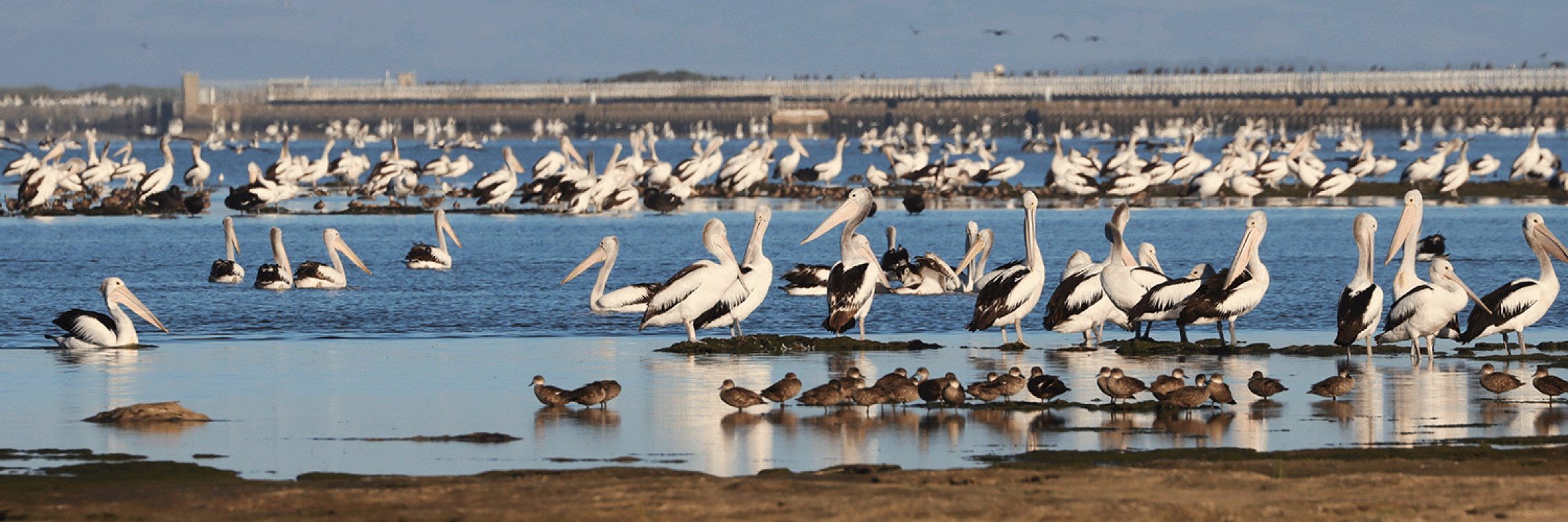 Darcy Whittaker costal lagoons