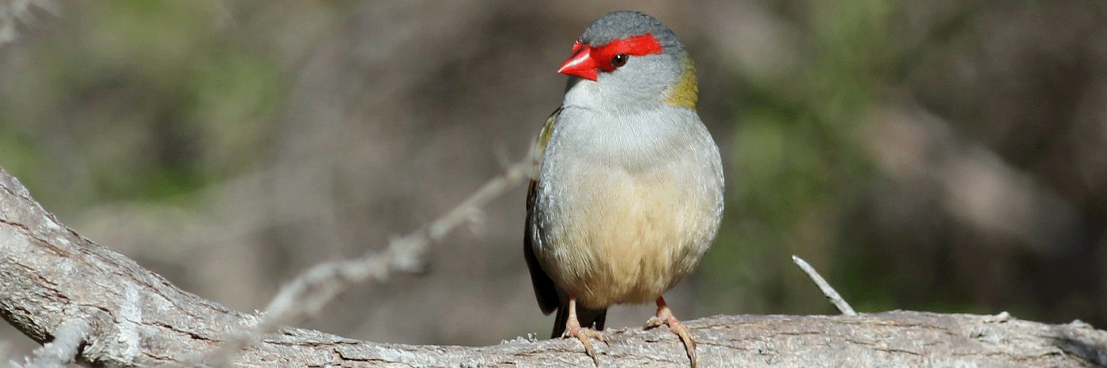 red-browed-finch-martin-stokes