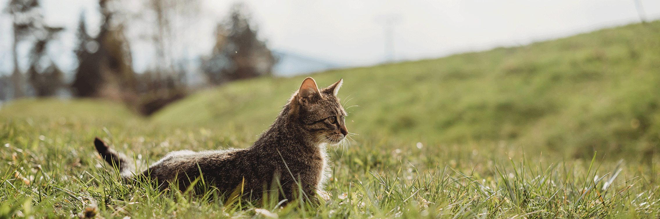 cat outside