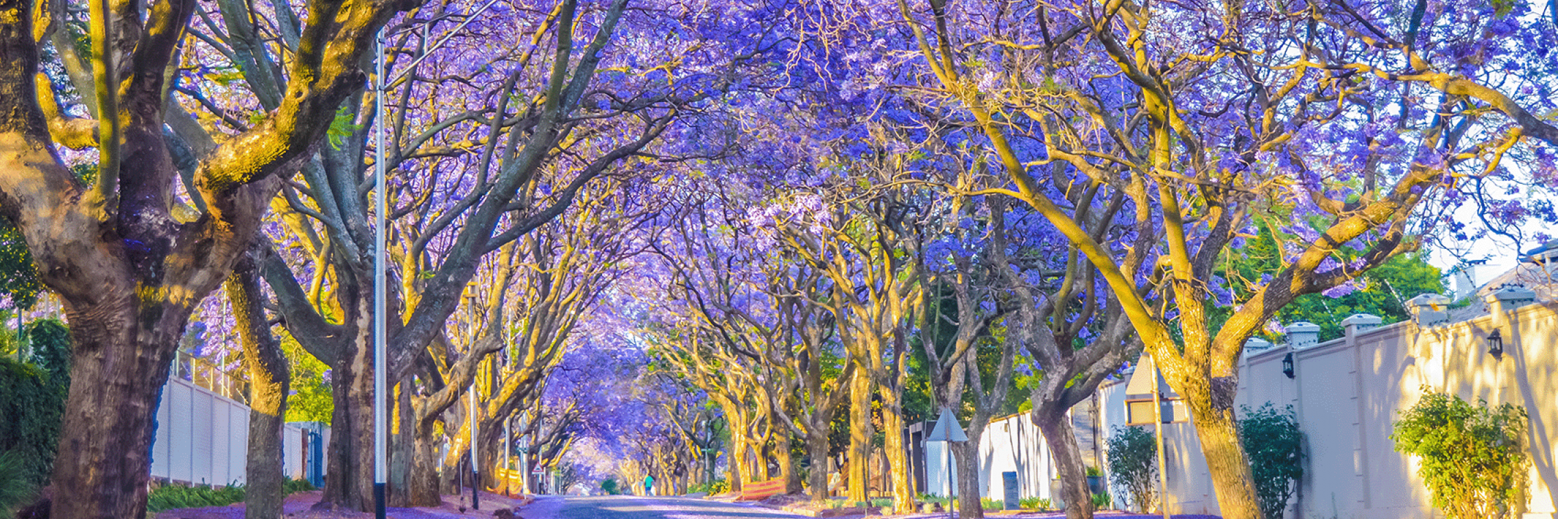 South Australia Tree