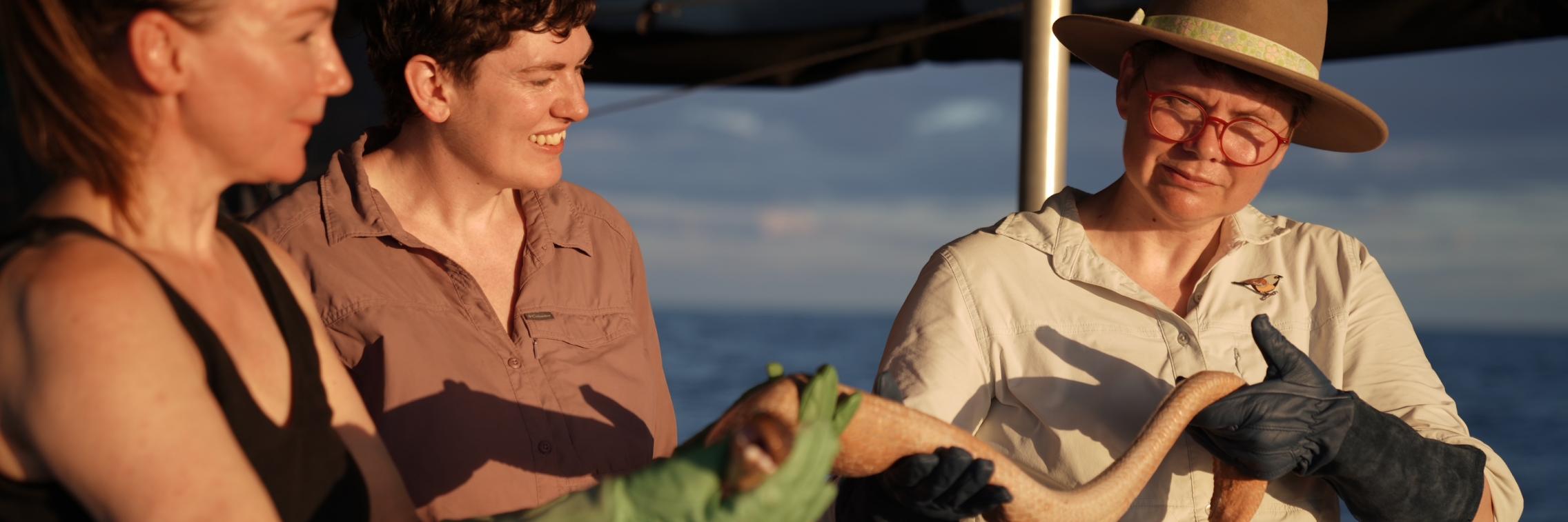 Uncovering The Truth About Sea Snakes