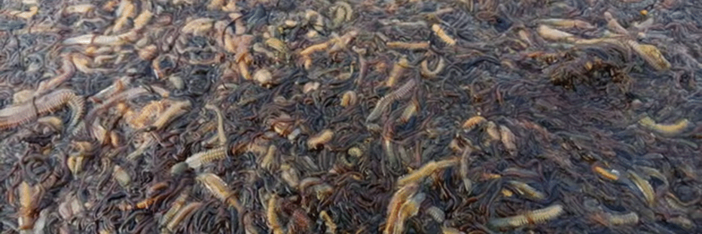 Dead and dying polychaete worms at the southern end of Coorong’s North Lagoon. Photograph: Glen Hill