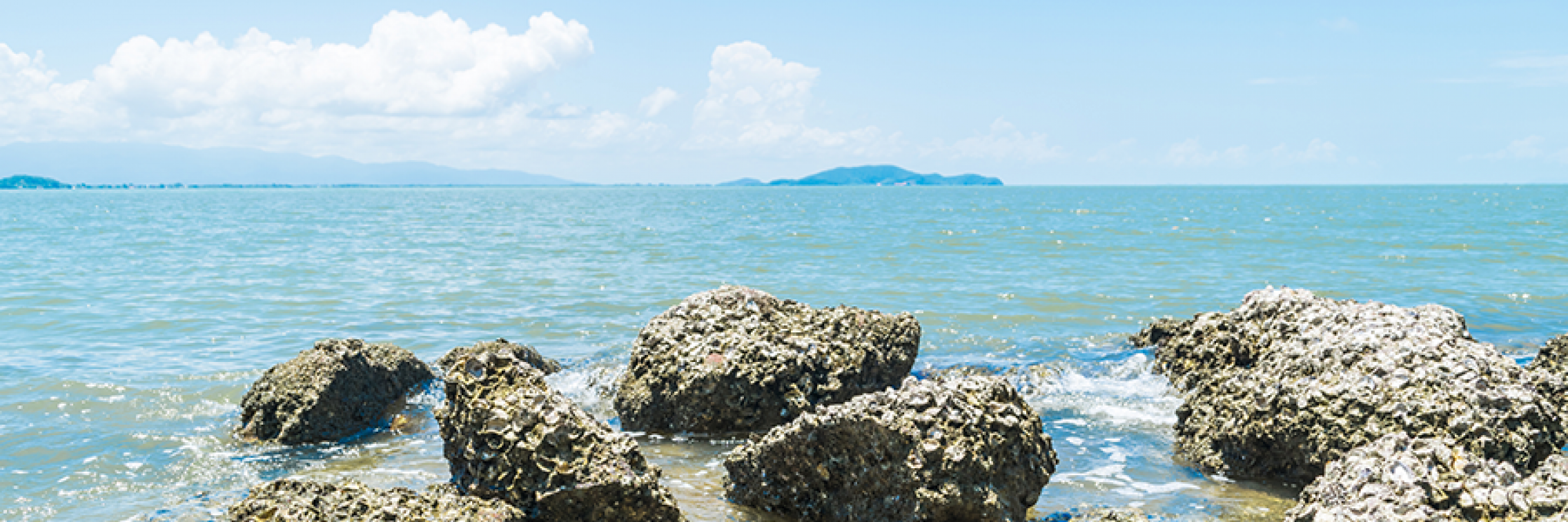 Oyster reef