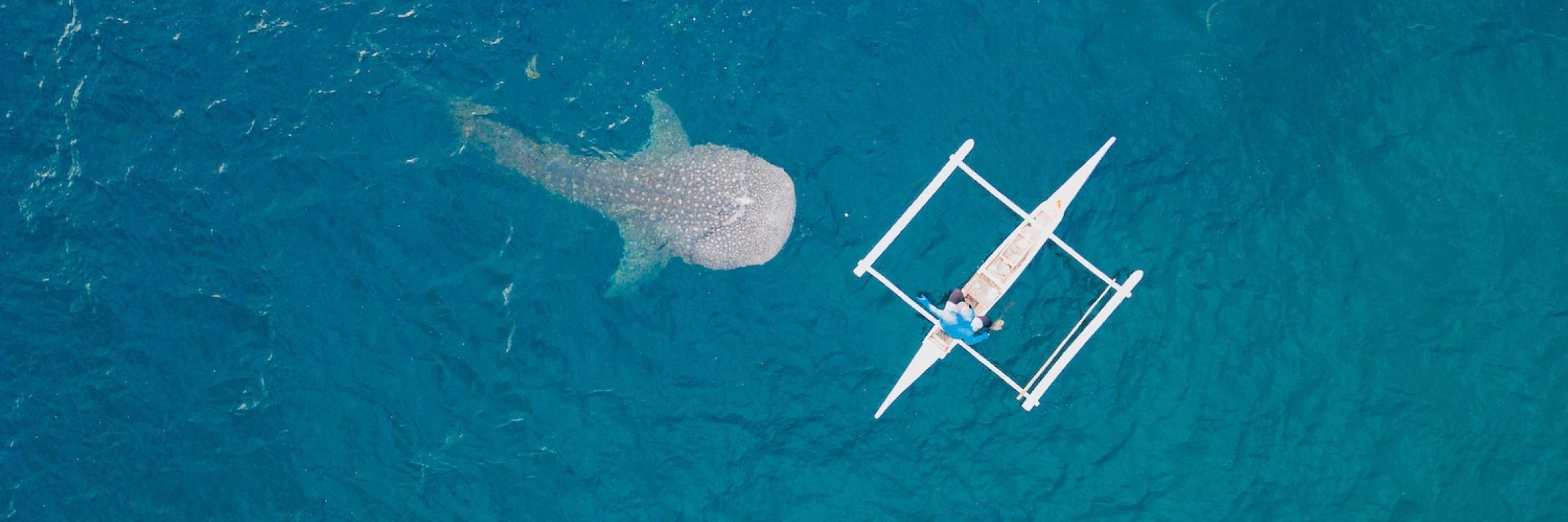 Shark