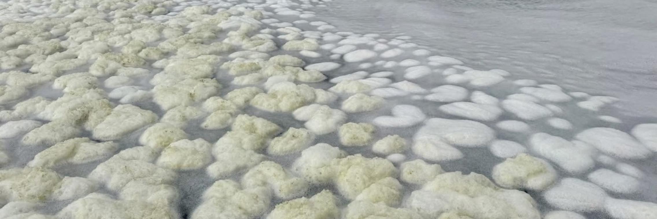Algal-bloom-KI-credit-RAD-KI
