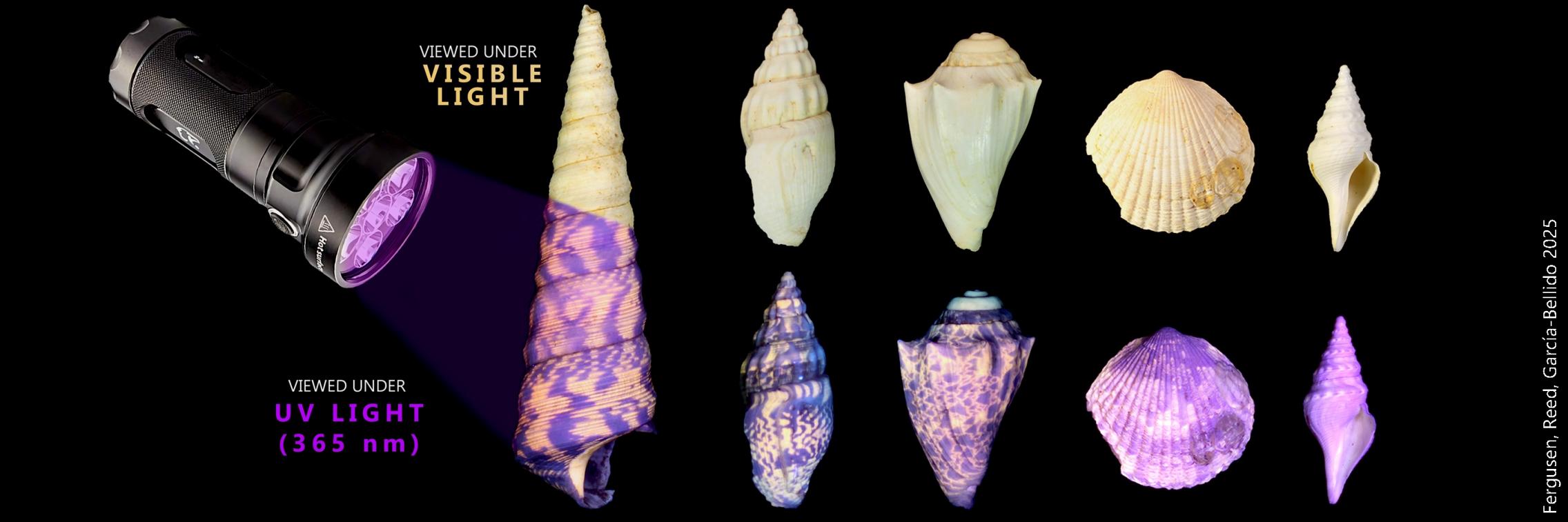 banner miocene fossils