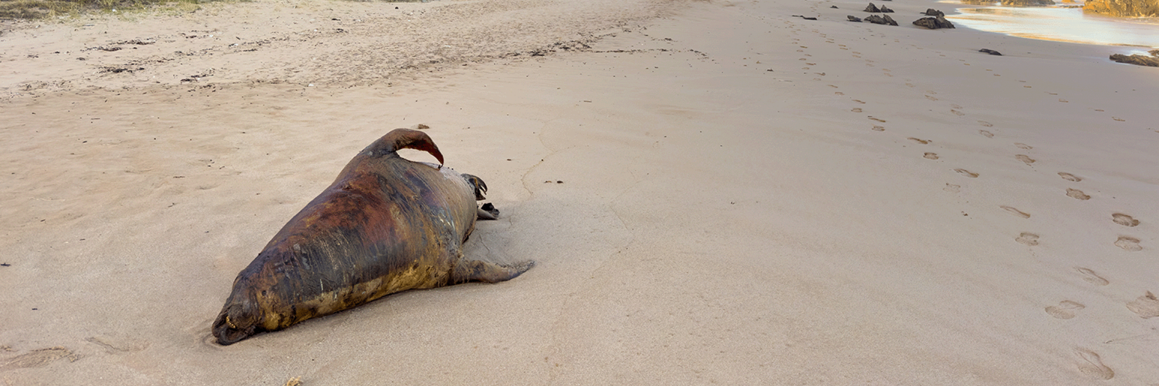 a-dead-seal-washed-up-on-depps-beach-near-victor-harbor-in-south-australia_thp-creative.png.