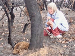 Echidna adult foraging for food
