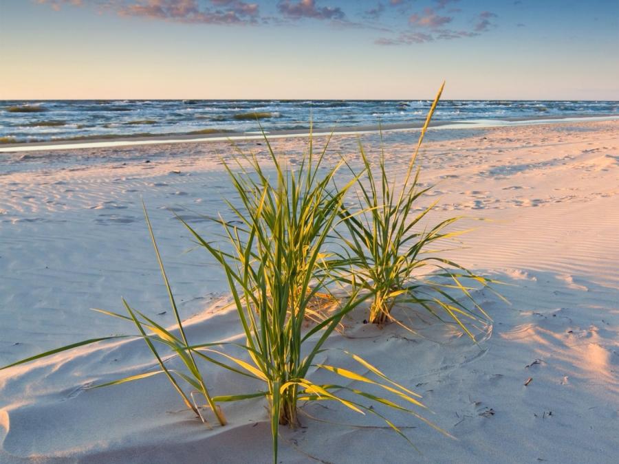 Seagrass