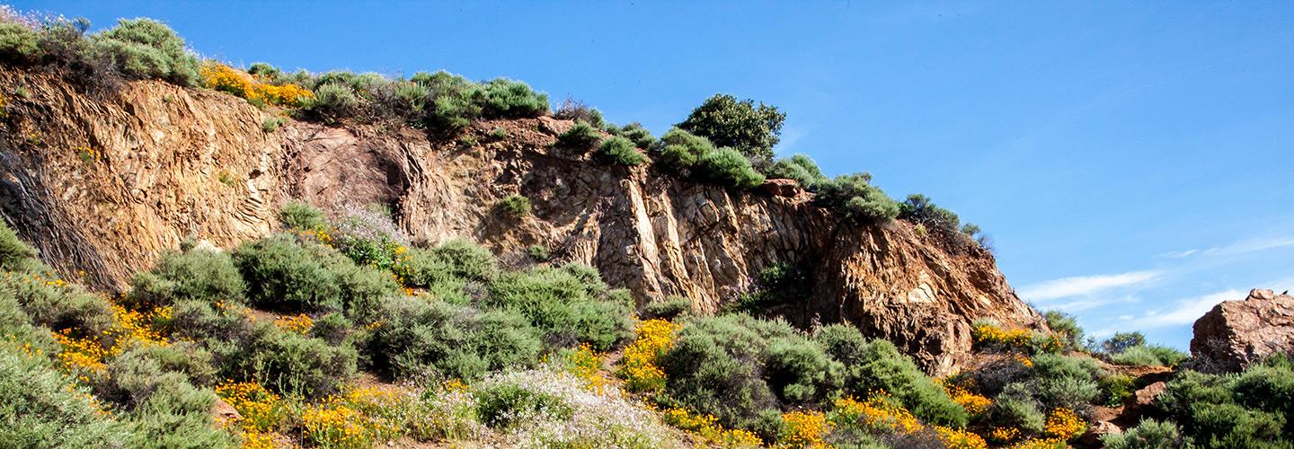 bushland