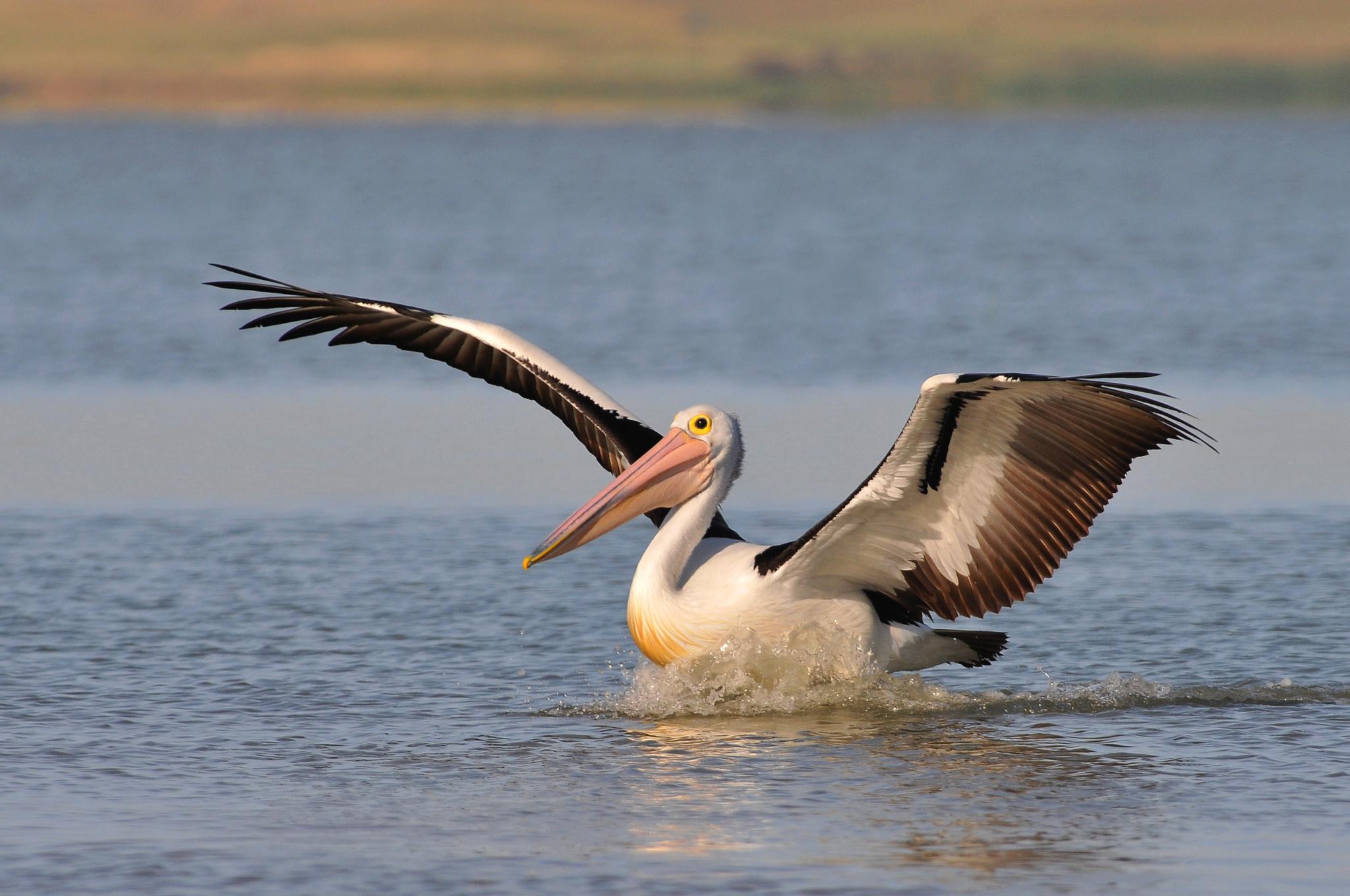 Pelican