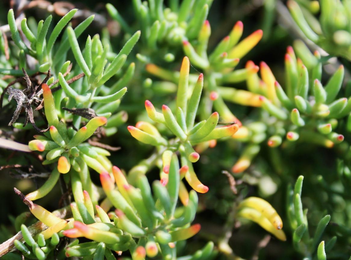 Succulent plant