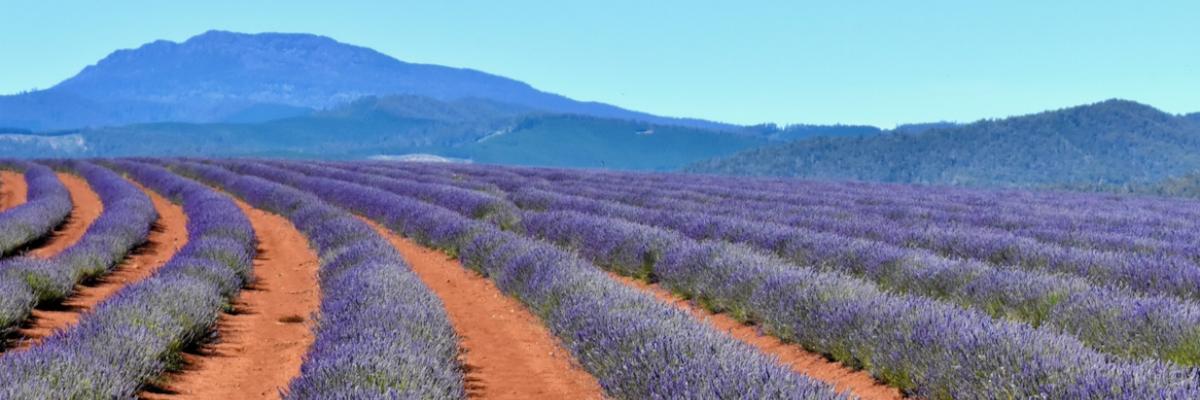 Lavender paddock