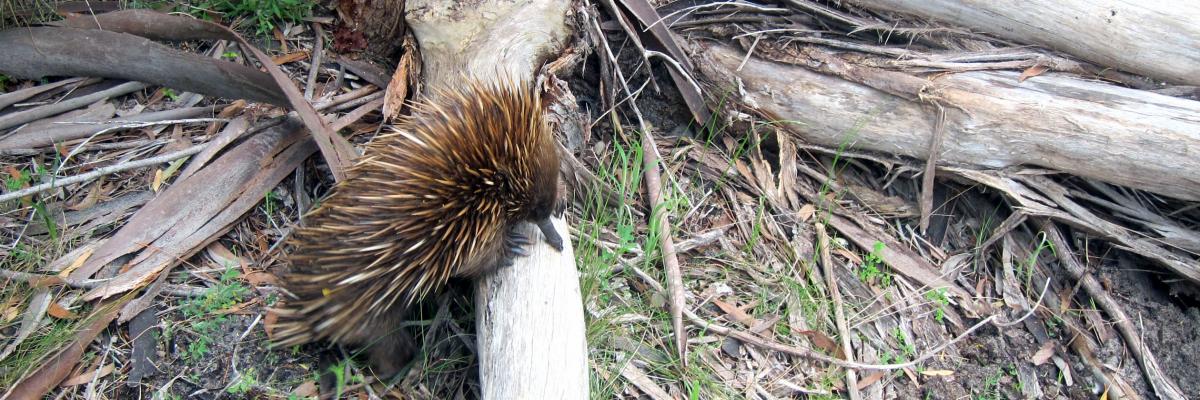 Echidna by Peter Hastwell