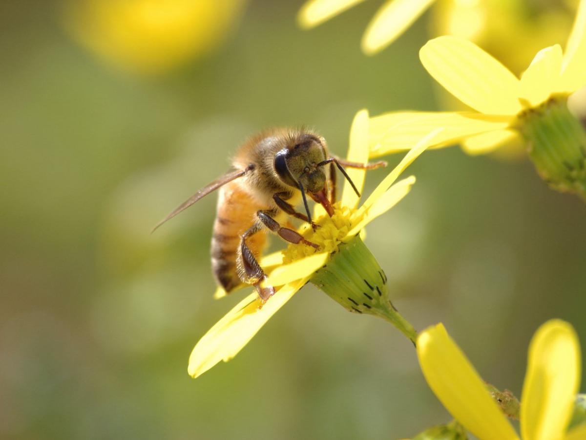 Bee on flower