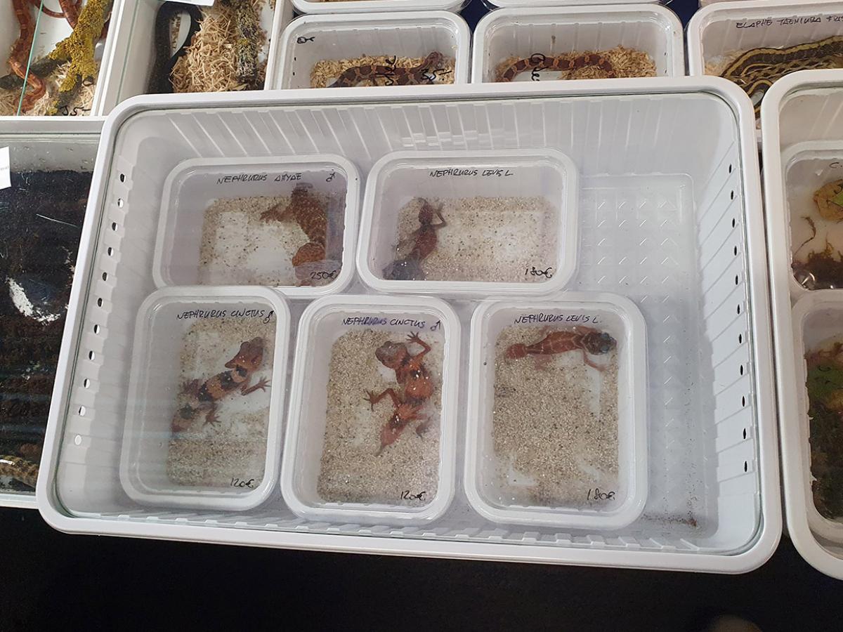 Australian geckos being offered for sale at a European reptile expo