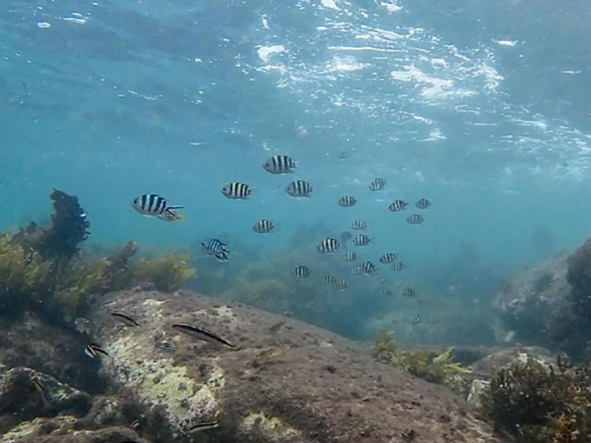 Tropical fish are invading Australian ocean water