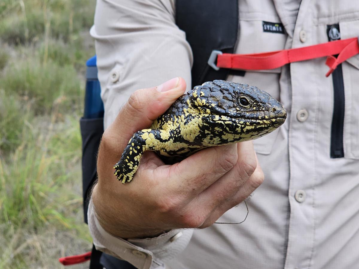 A shingleback skink