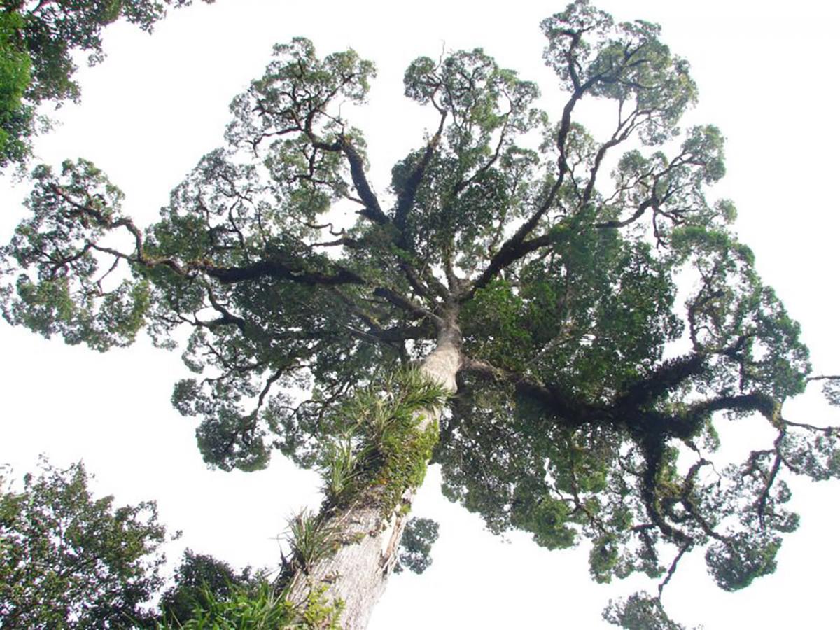 Photo of tree from the ground