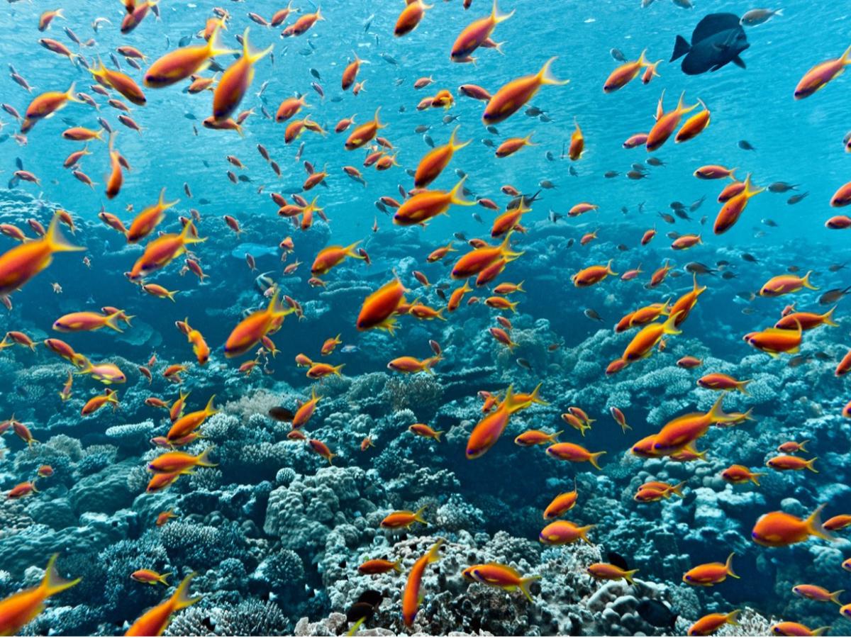 Picture of fish on coral