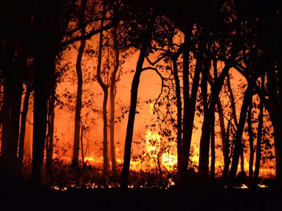 Bushfire