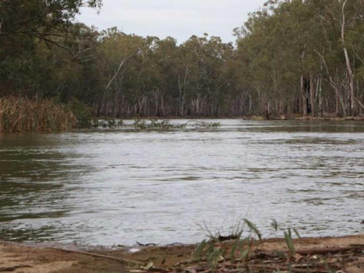 The Murray River, in the Millewa Forest. Photo by Geoff Adams