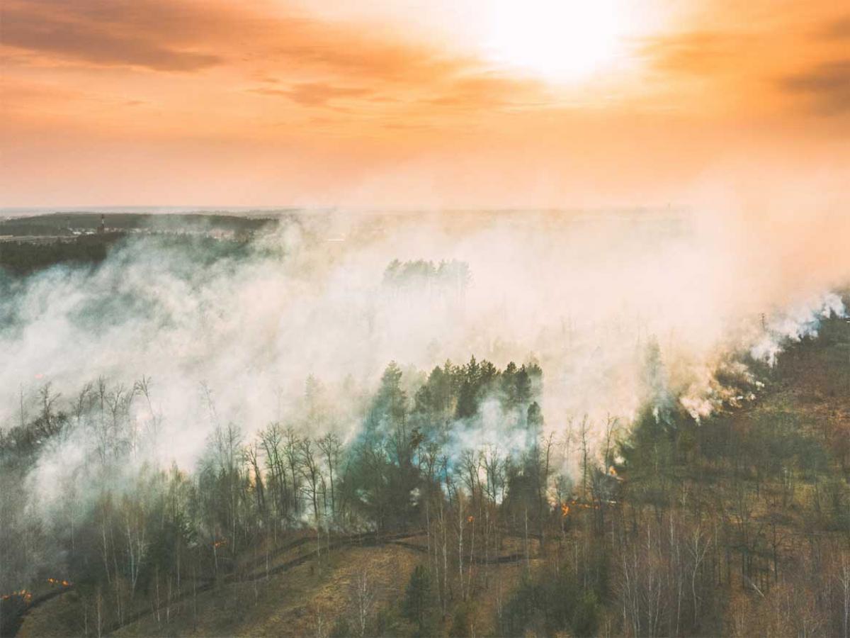 Nature’s resilience to bushfires