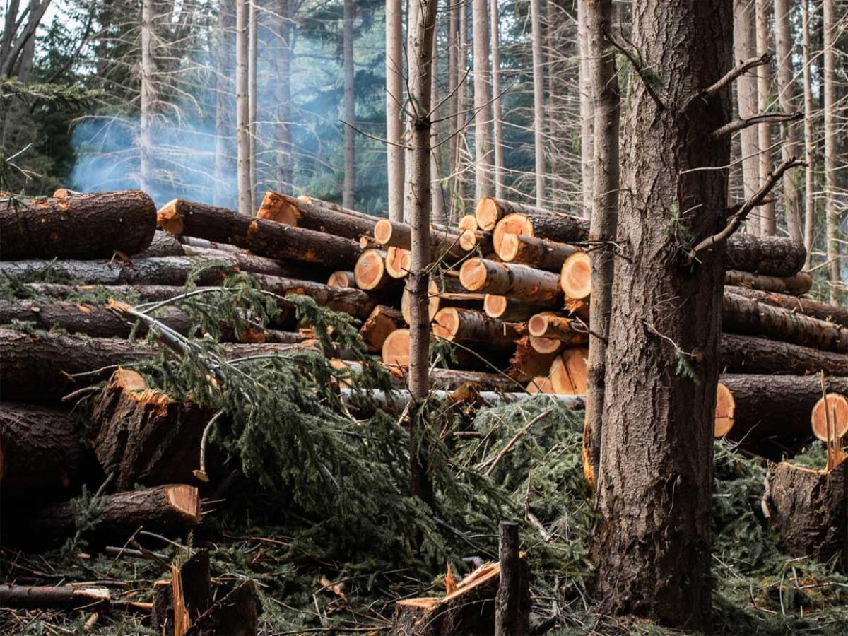 Deforestation, logging