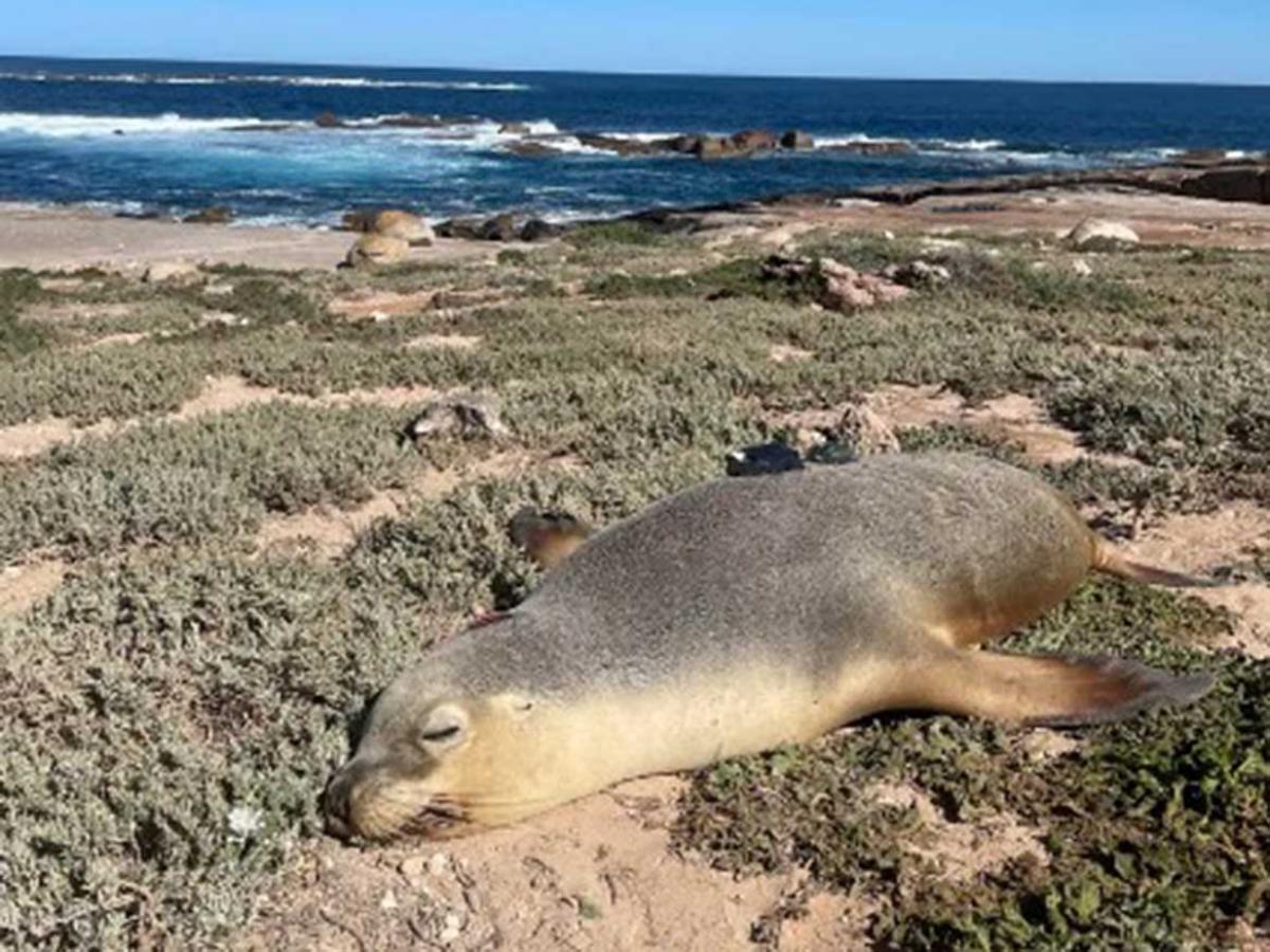 Sea lion
