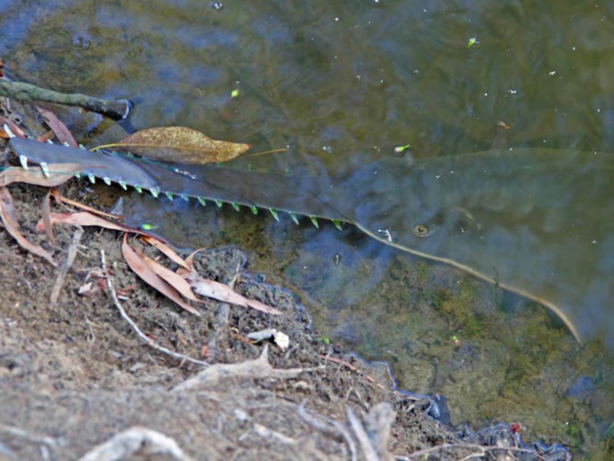 Freshwater sawfish