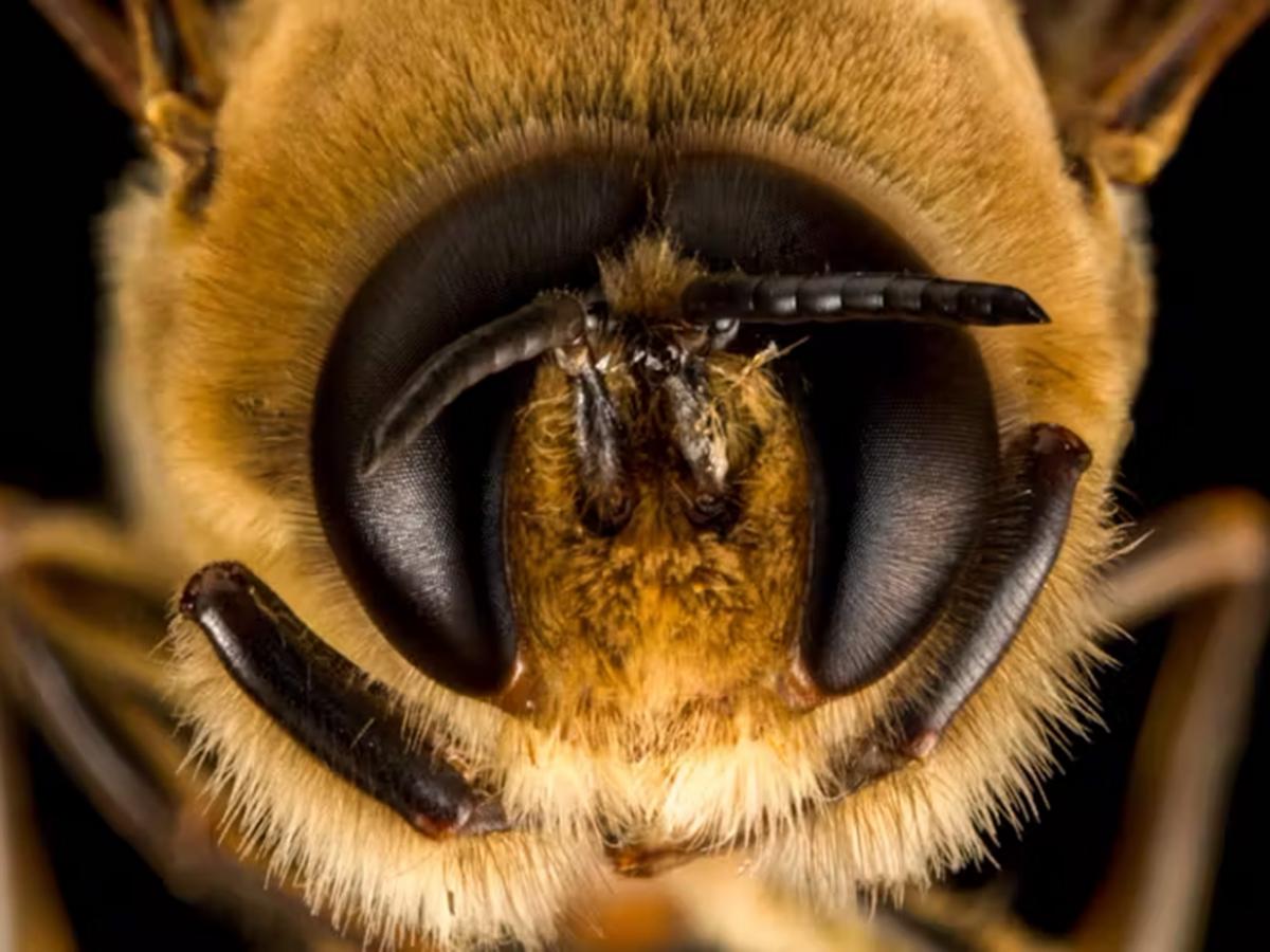 Male bee
