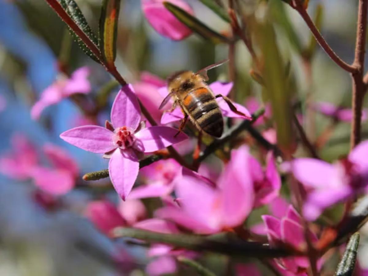 Bee