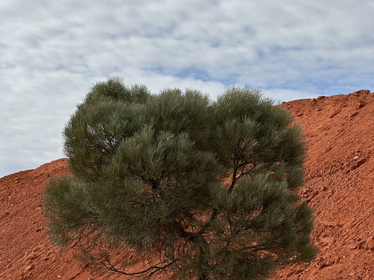 A western myall tree at Jacinth-Ambrosia (photo: Jaclyn Wilmot)