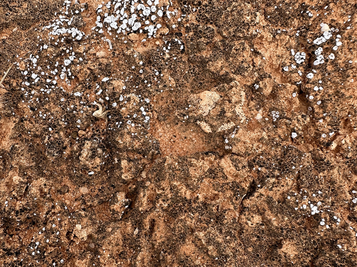 Biological crust at Jacinth-Ambrosia (photo: Jaclyn Wilmot)