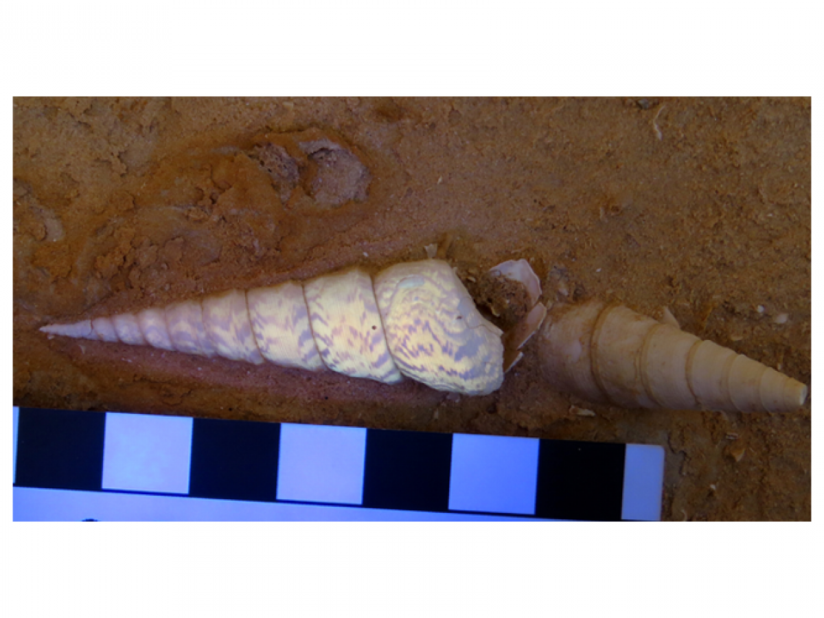 v3. Specimen of Maoricolpus murrayanus in situ, showing the preserved pattern on its shell, under UV light, Fergusen, Reed & García-Bellido 
