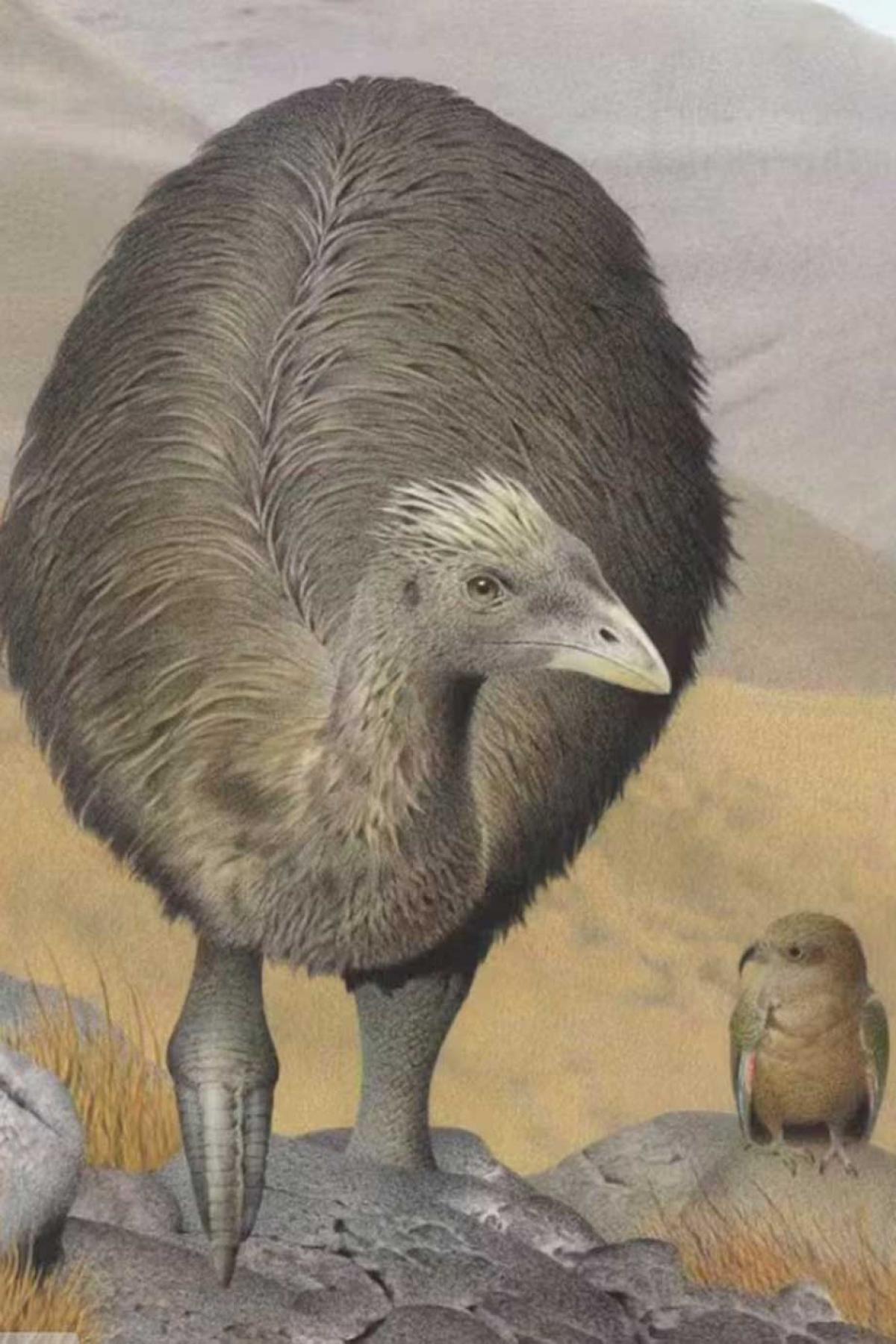 The Moa's legacy: lessons for conservation in New Zealand
