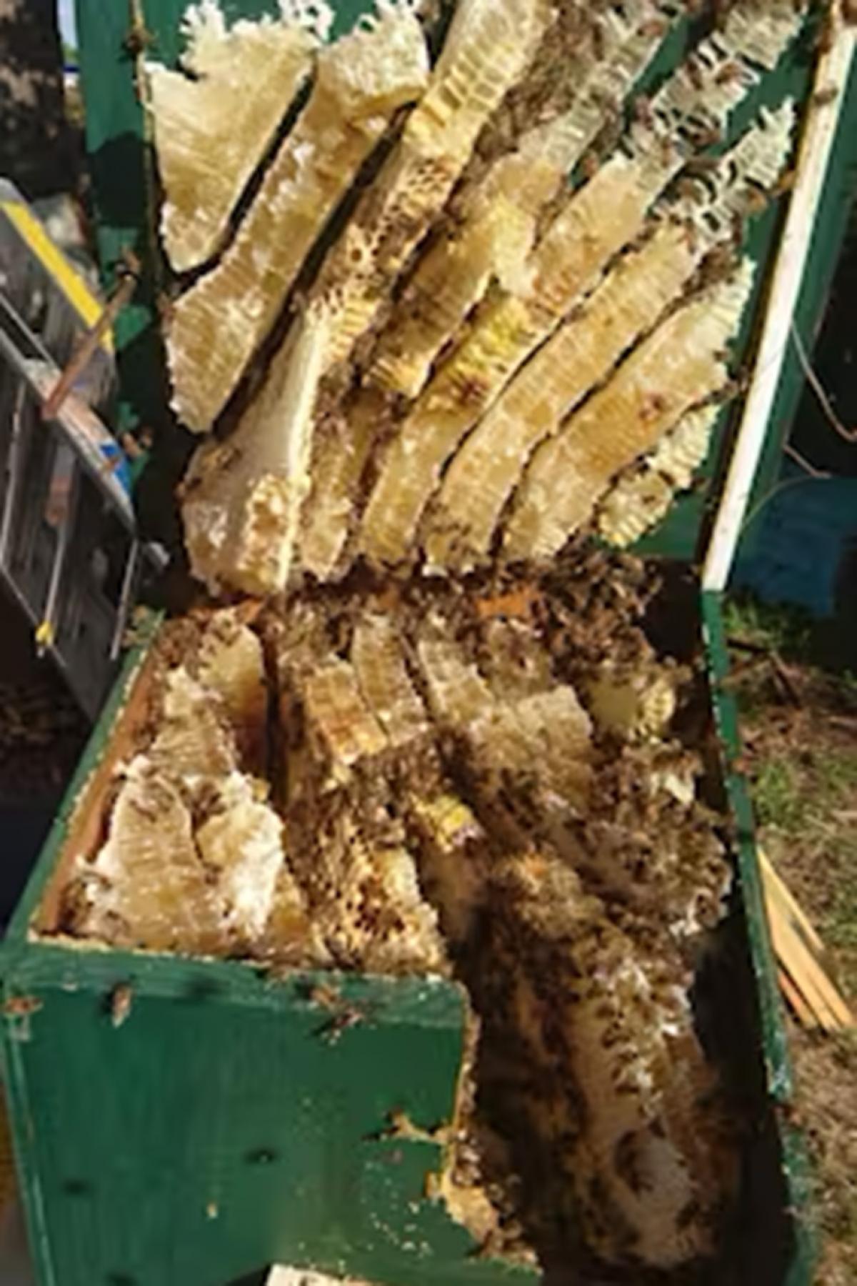 Bee hive
